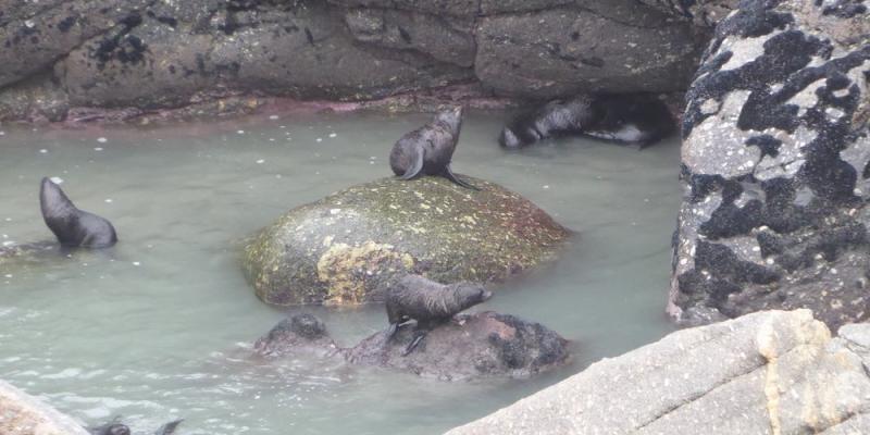 Cape Foulwind Seal Colony 